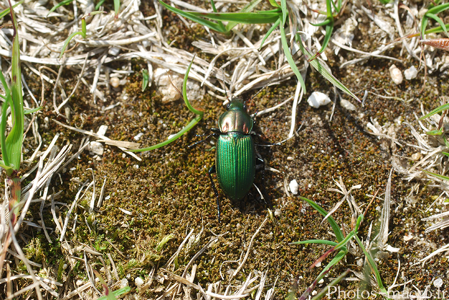 Selatosomus aeneus